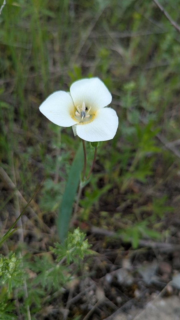 Calochortus apiculatus photograph 3