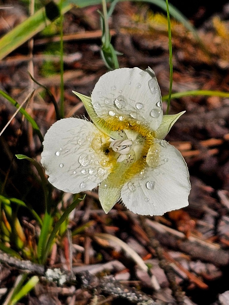 Calochortus apiculatus photograph 4