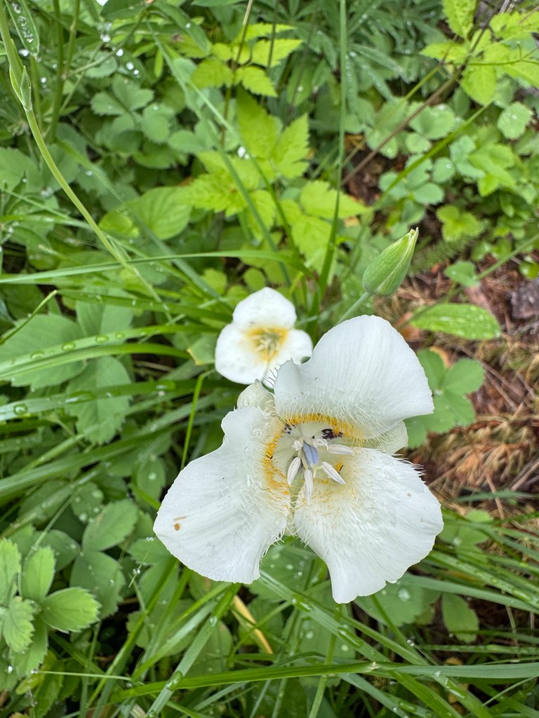 Calochortus apiculatus photograph 6