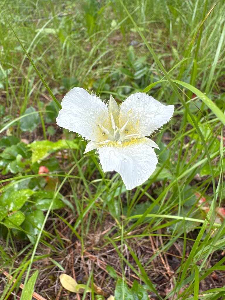 Calochortus apiculatus photograph 5