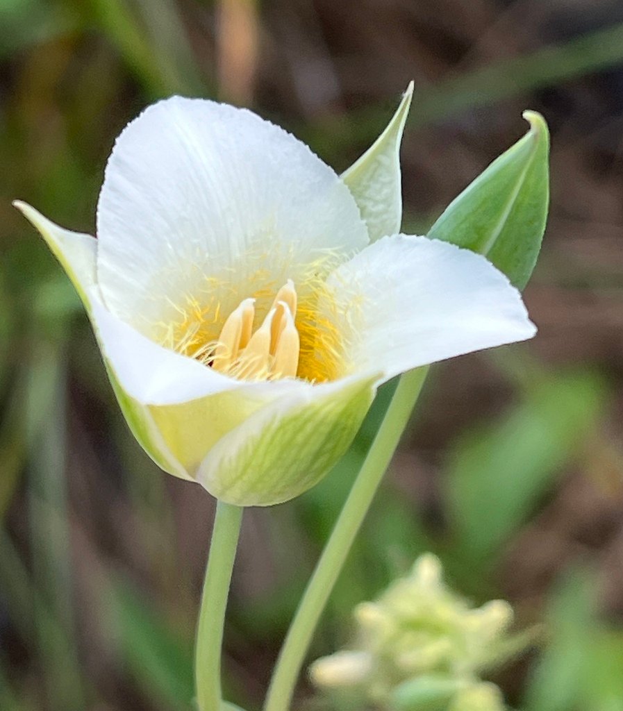 Calochortus apiculatus photograph 2