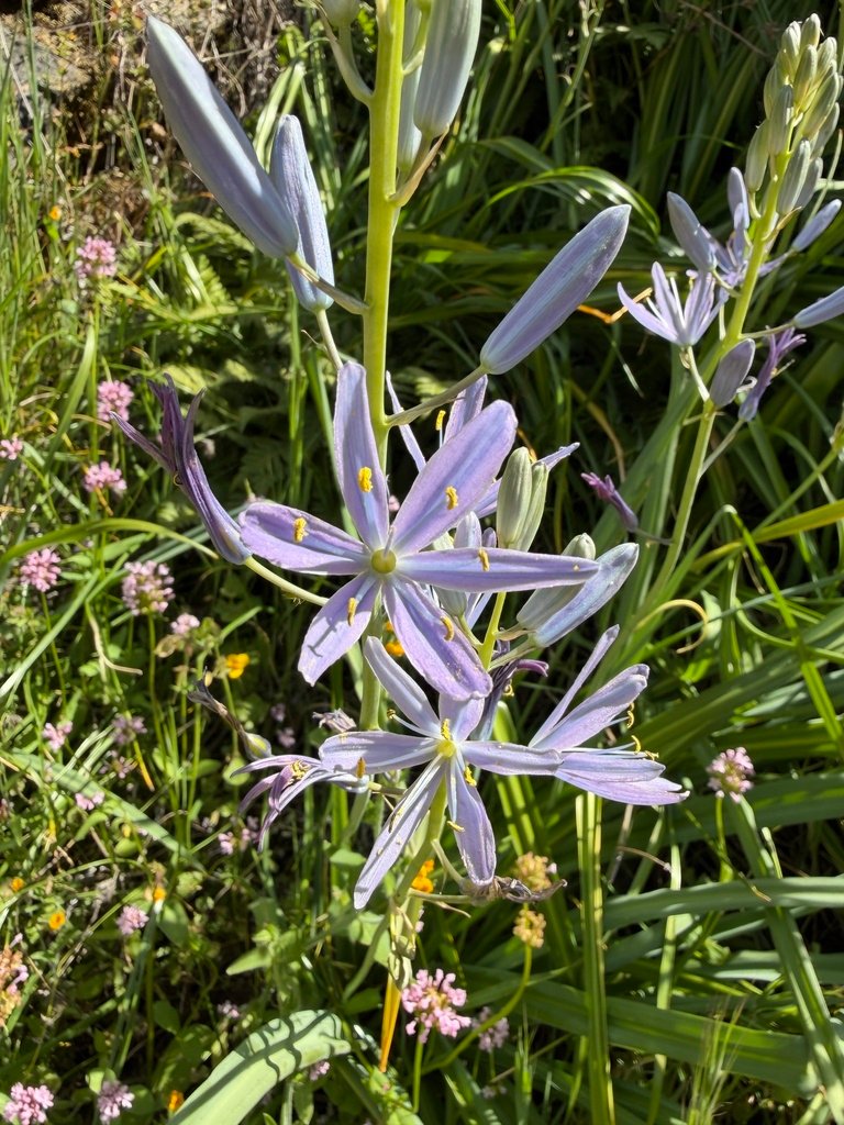 Camassia leichtlinii photograph 4