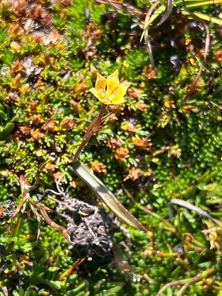 Campynema lineare photograph 5