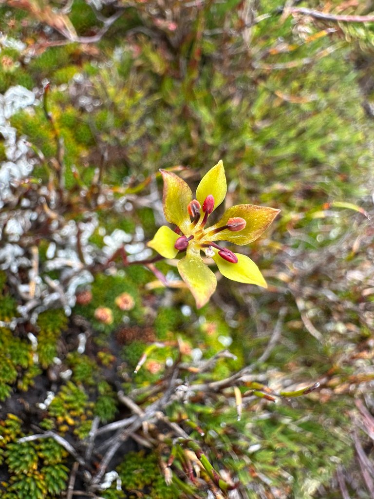 Campynema lineare photograph 4