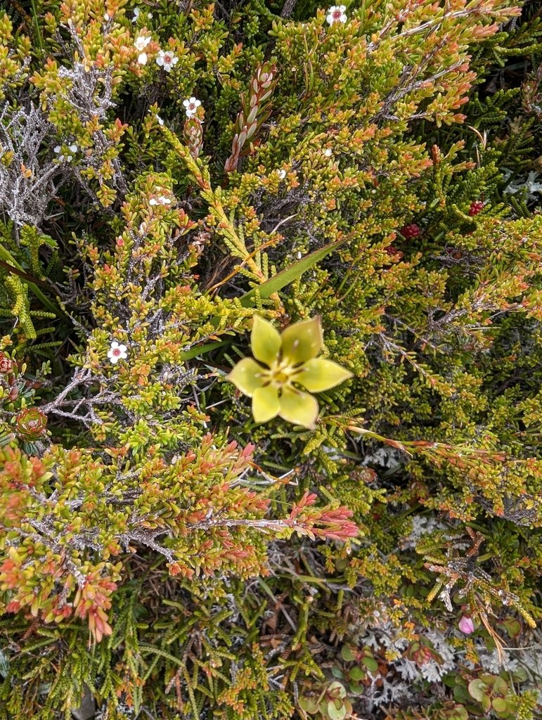 Campynema lineare photograph 6