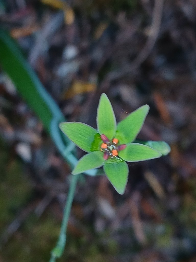 Campynema lineare