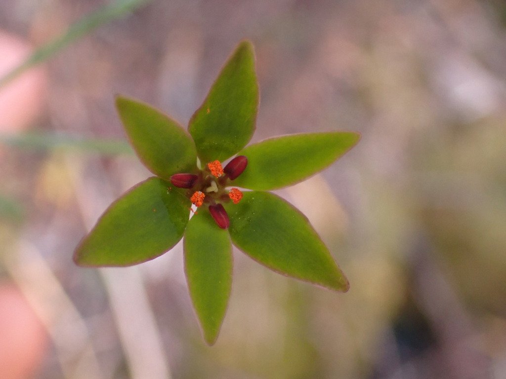 Campynema lineare photograph 2