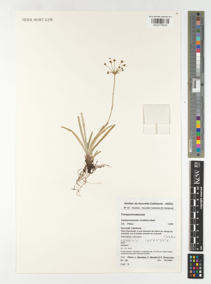 Campynemanthe viridiflora photograph 2