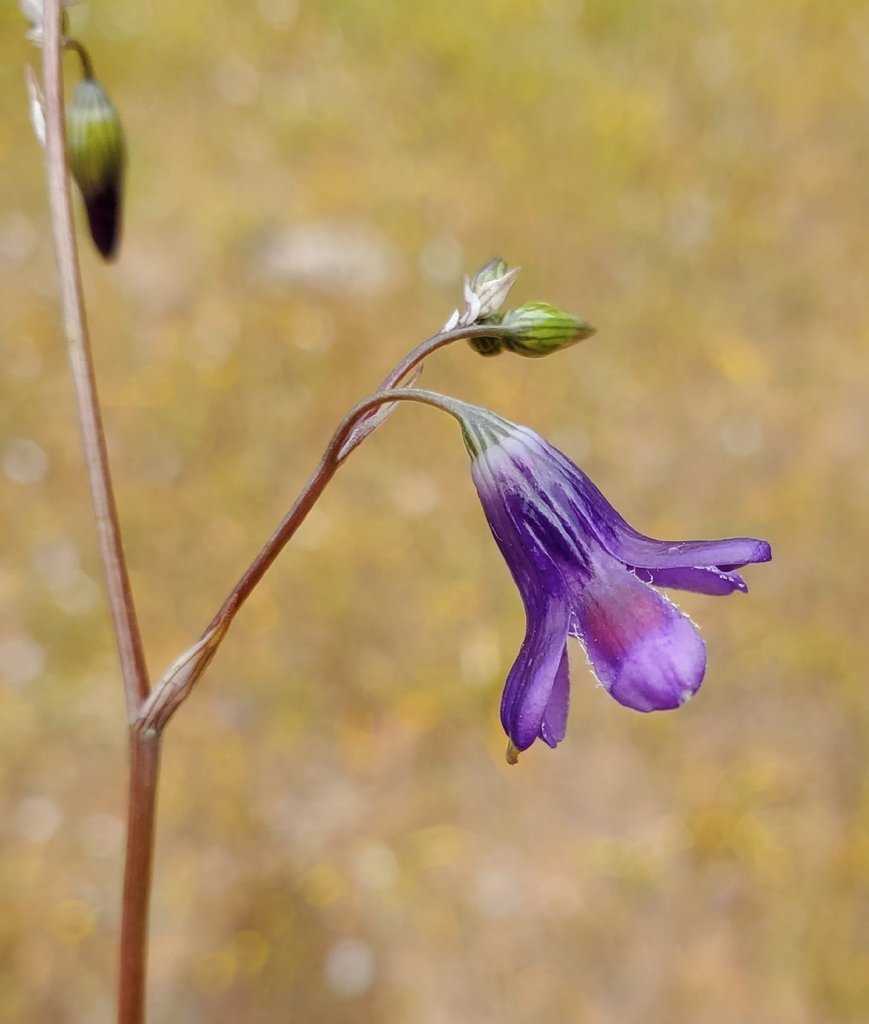 Conanthera campanulata photograph 4