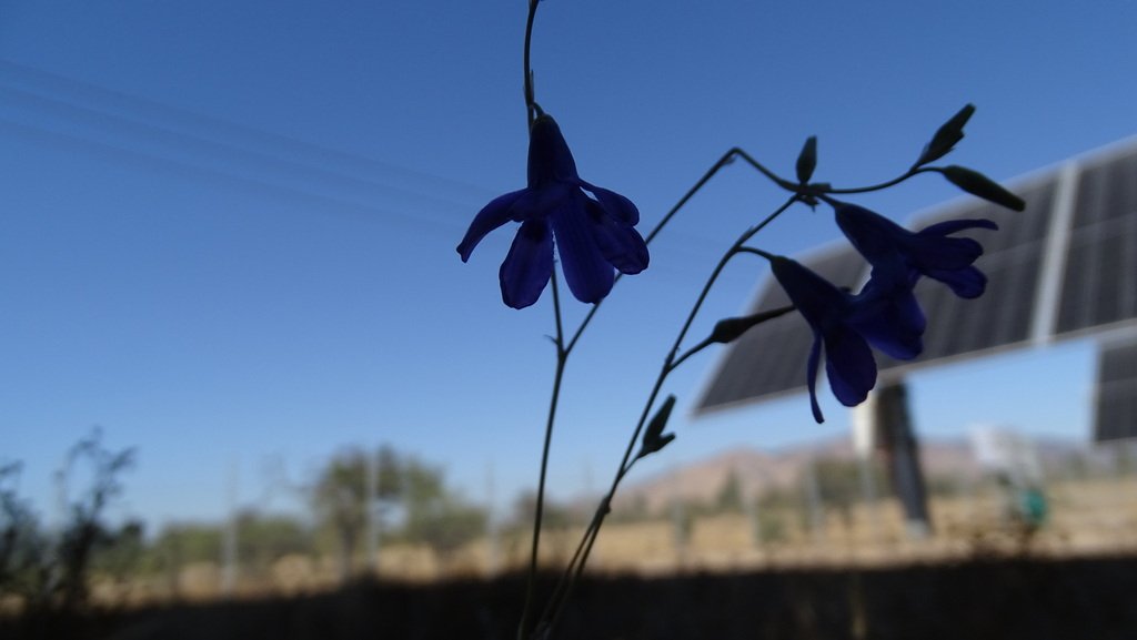 Conanthera campanulata photograph 2