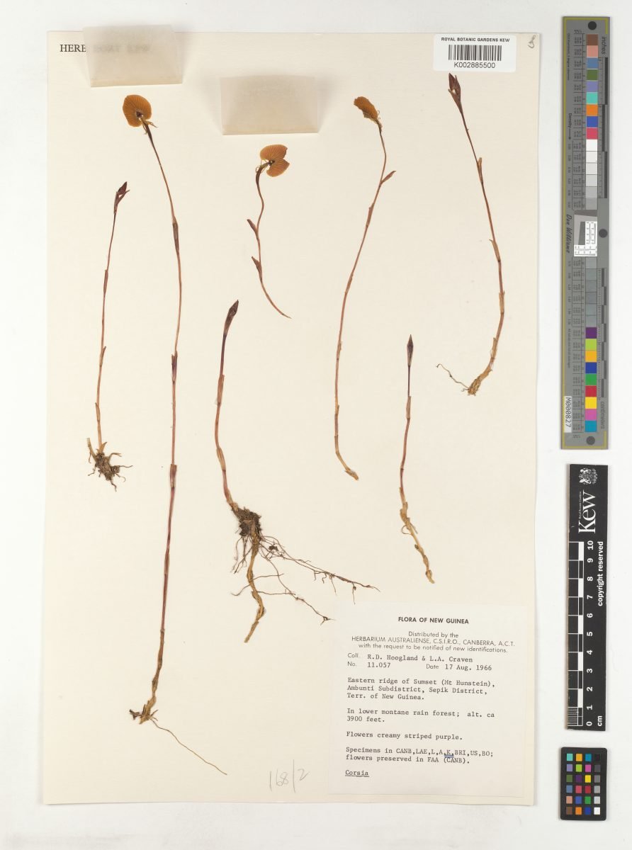 Corsia ornata