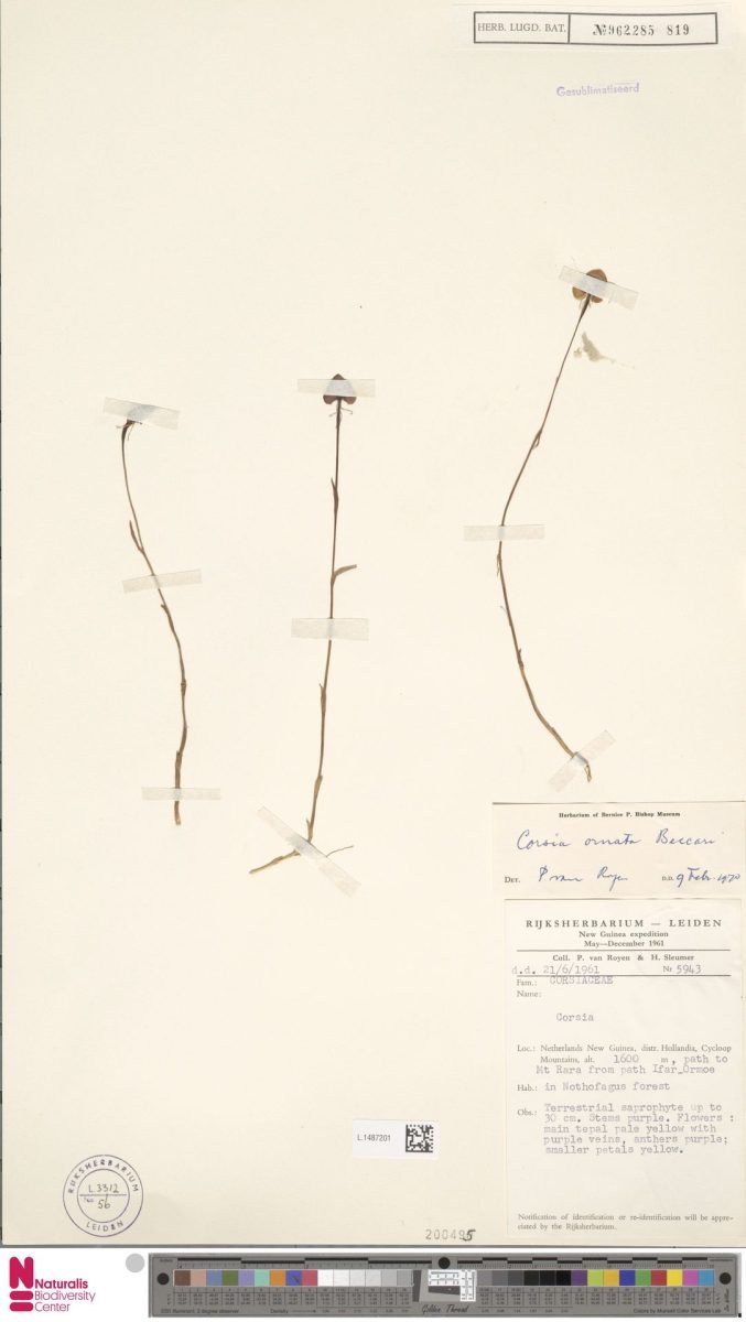 Corsia ornata photograph 3