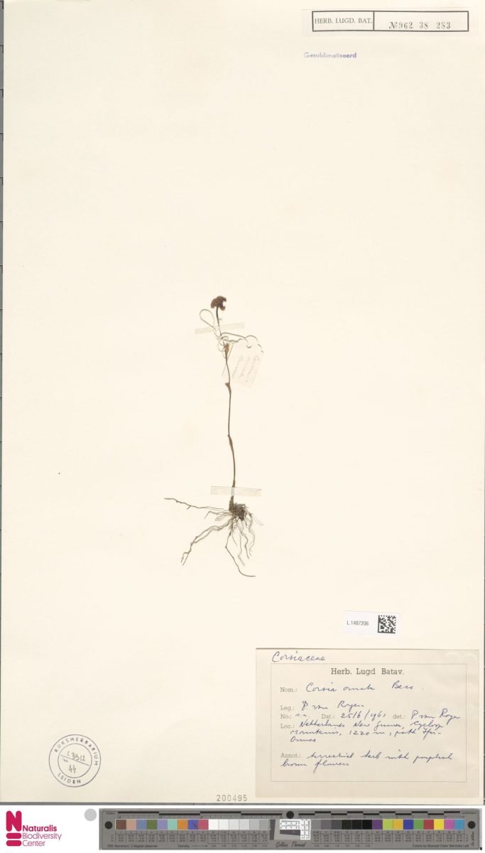 Corsia ornata photograph 5