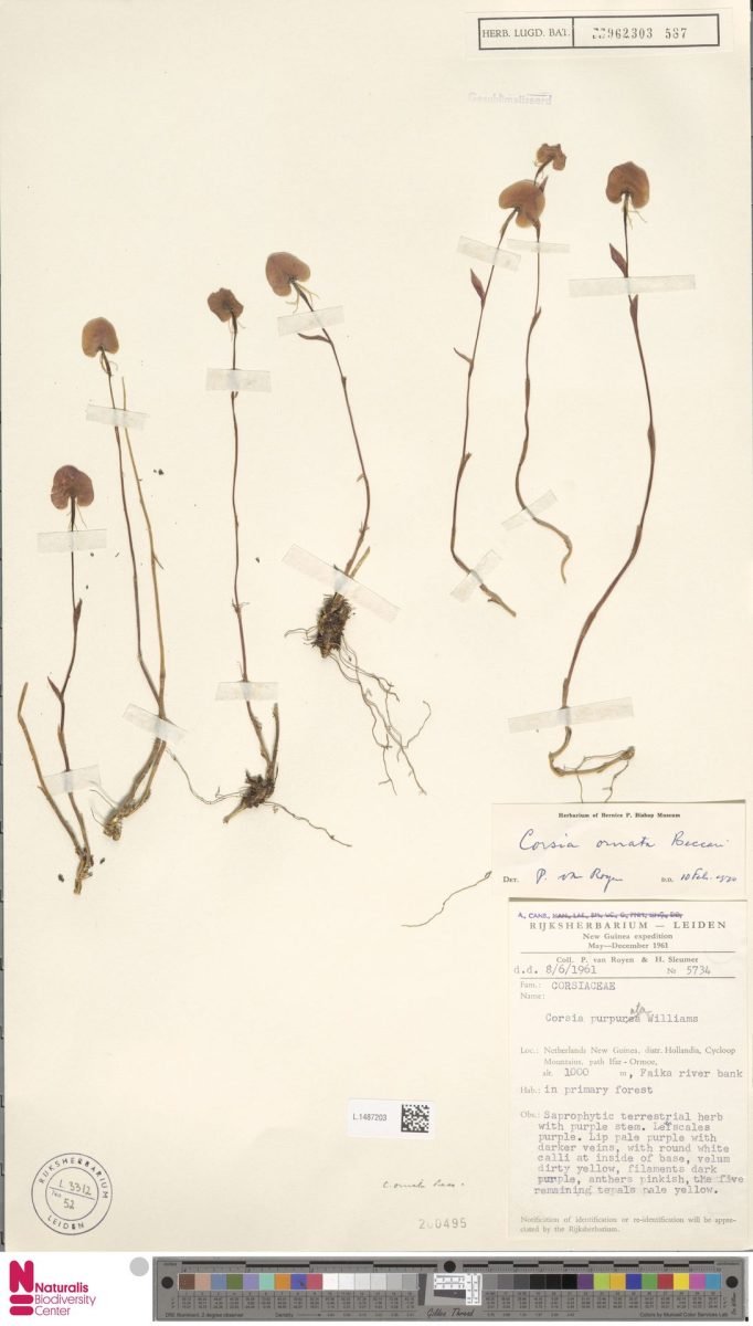 Corsia ornata photograph 4