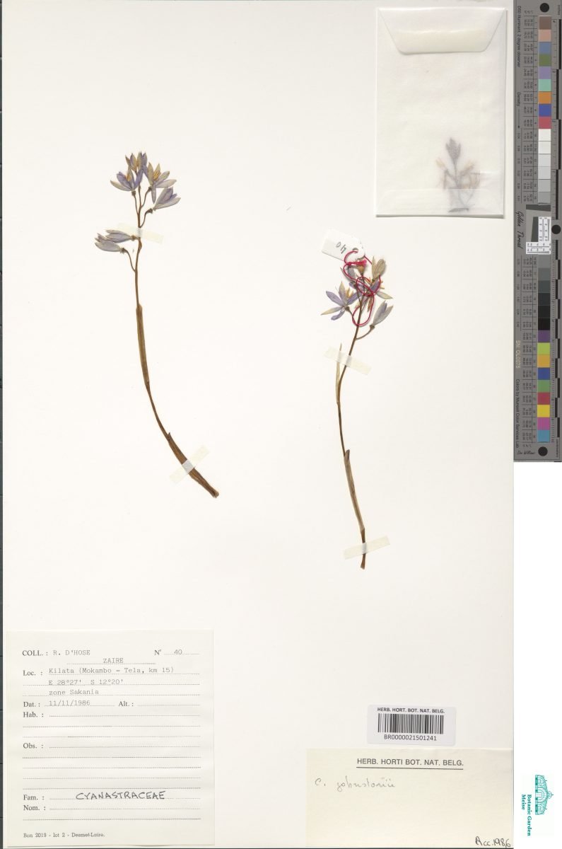 Cyanastrum johnstonii photograph 3