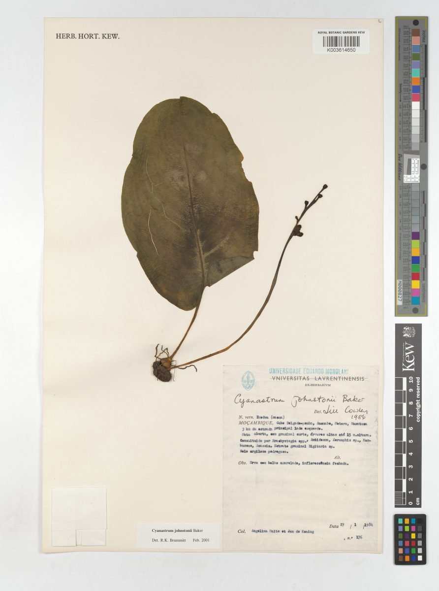 Cyanastrum johnstonii photograph 4