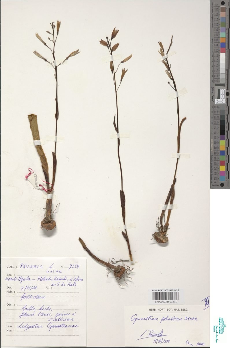 Cyanastrum johnstonii photograph 2