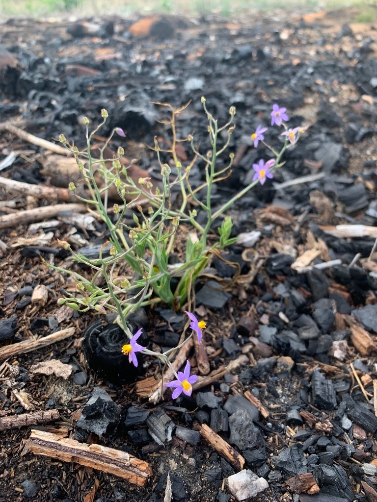 Cyanella hyacinthoides