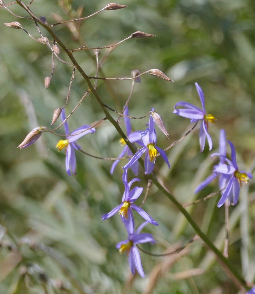 Cyanella hyacinthoides photograph 4