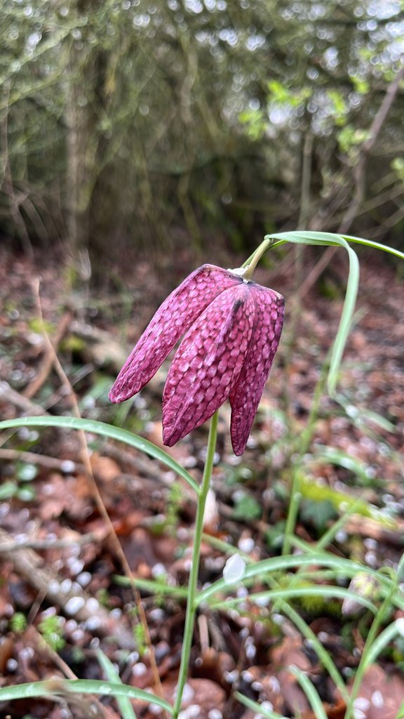 Fritillaria meleagris photograph 5