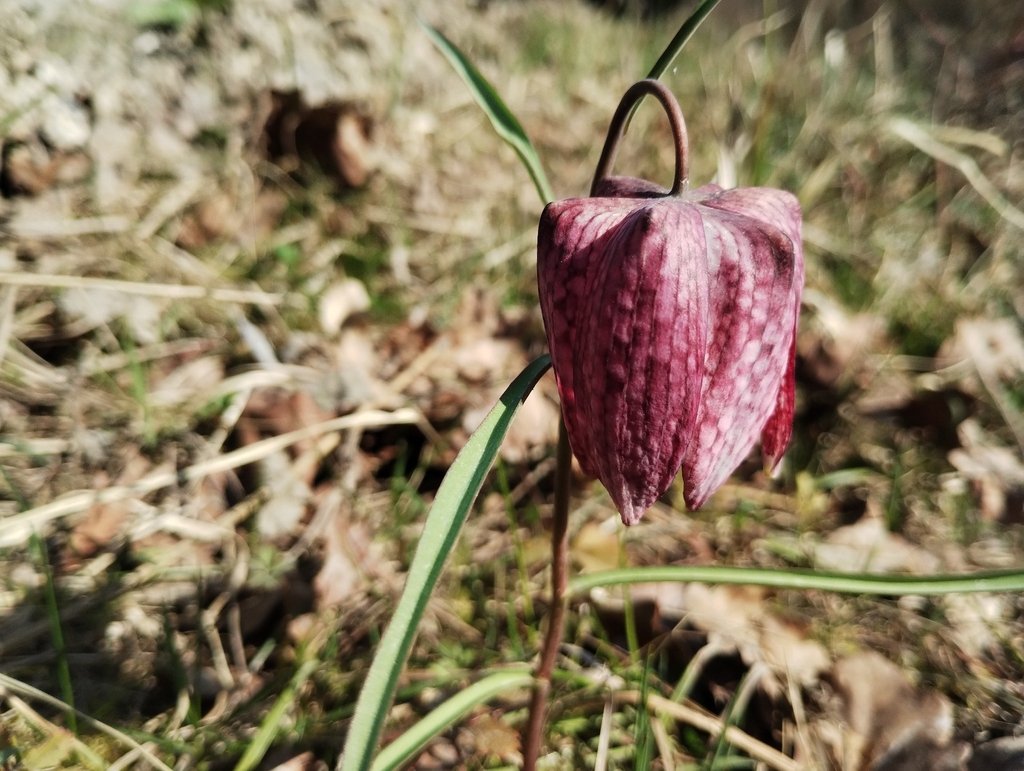 Fritillaria meleagris photograph 4