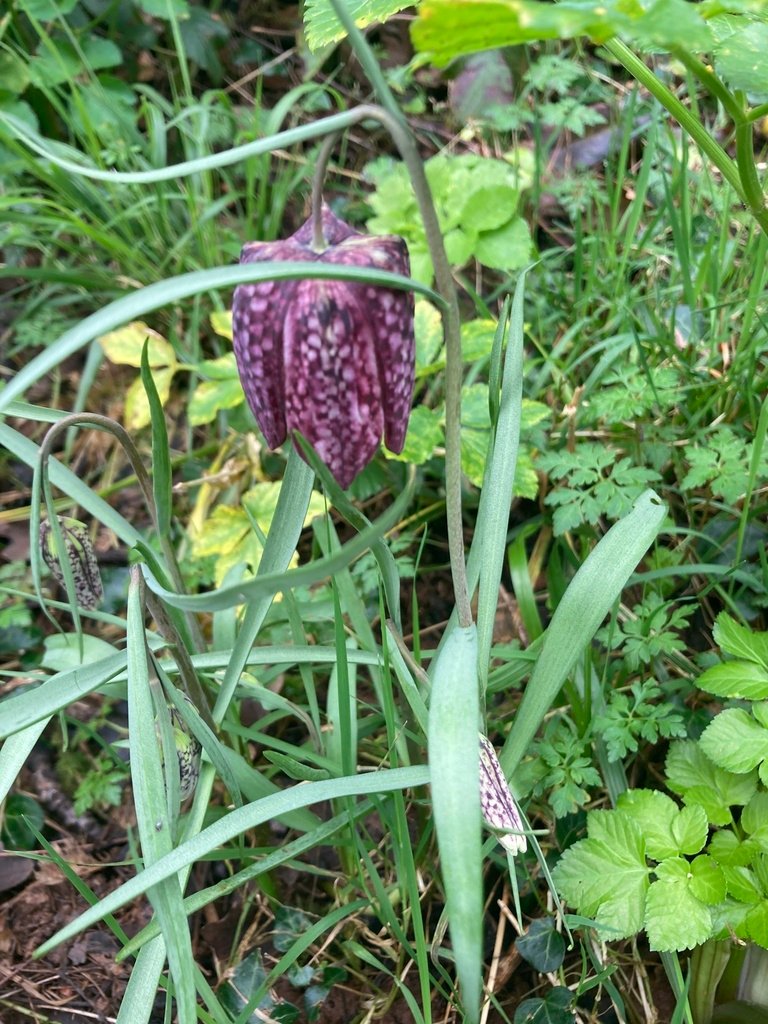 Fritillaria meleagris