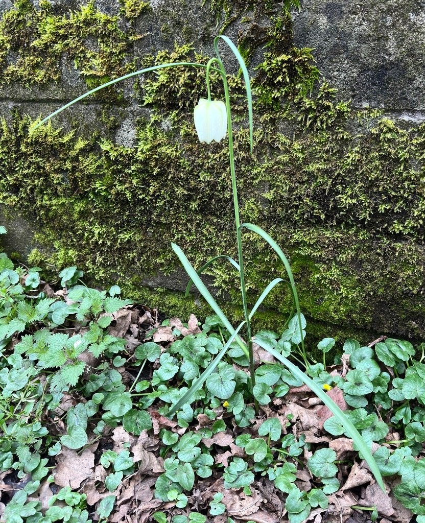 Fritillaria meleagris photograph 2