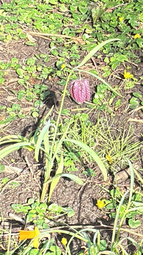 Fritillaria meleagris photograph 3