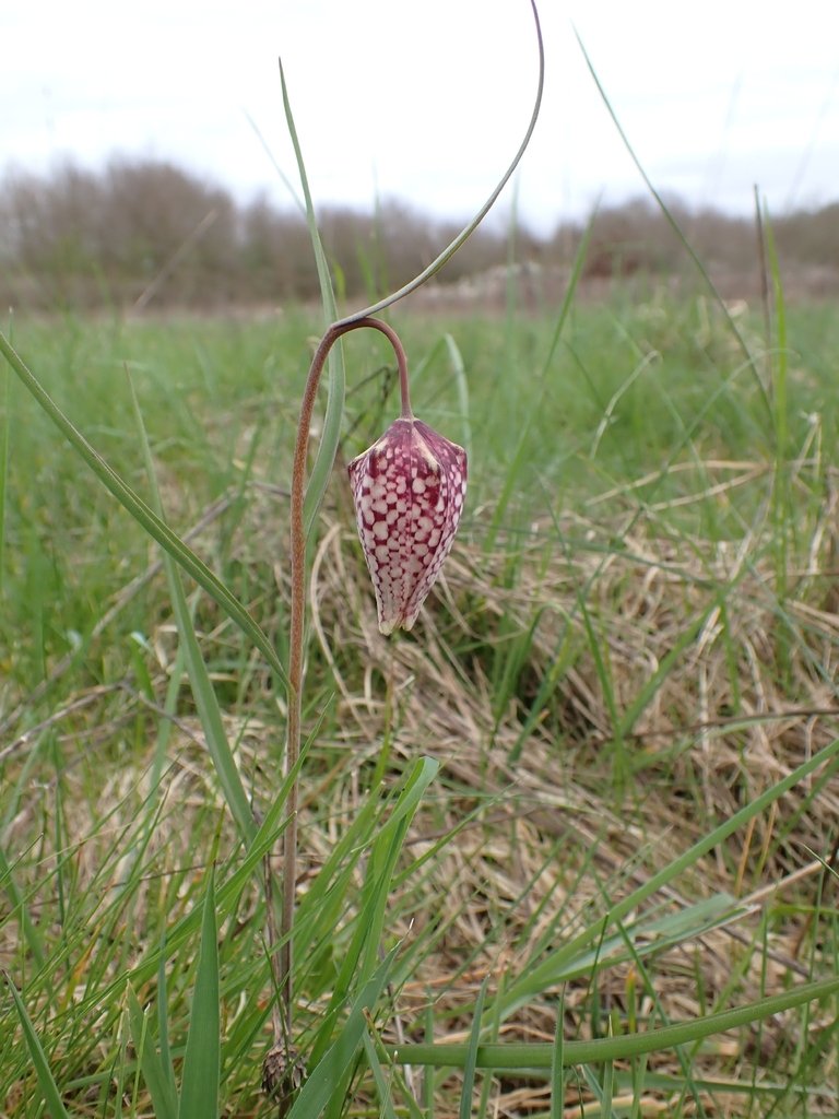 Fritillaria meleagris photograph 6