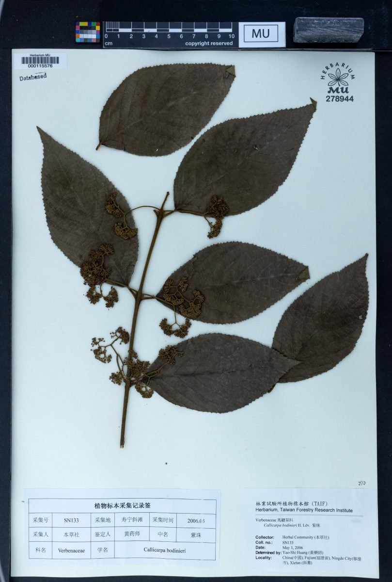 Callicarpa bodinieri photograph 5