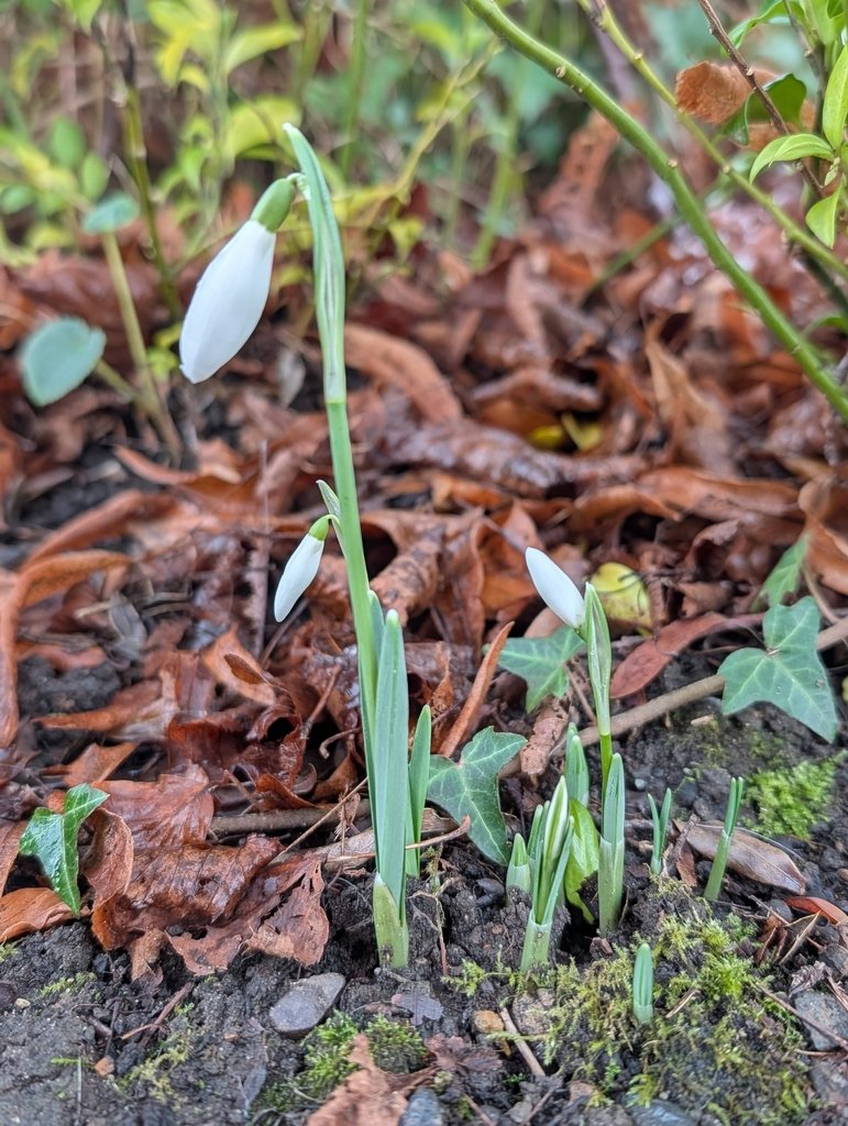 Galanthus nivalis