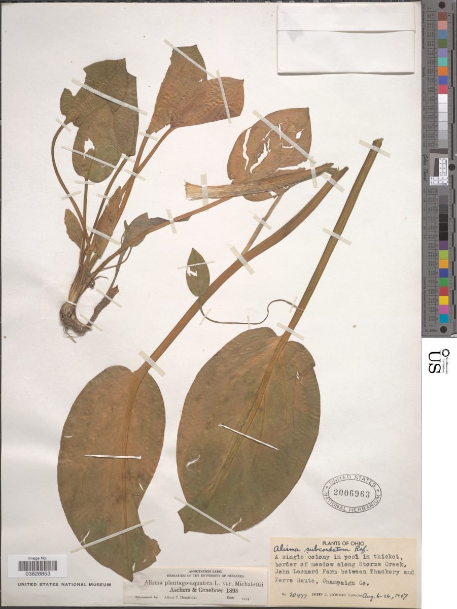 Alisma plantago-aquatica subsp. plantago-aquatica photograph 3