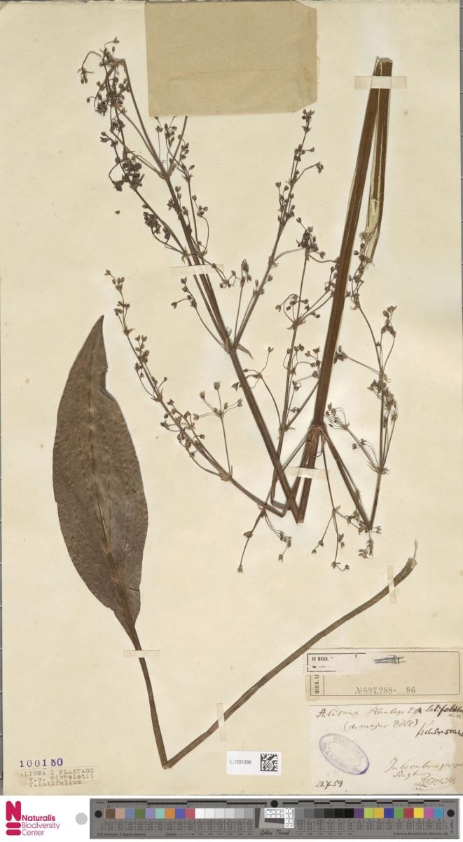 Alisma plantago-aquatica subsp. plantago-aquatica