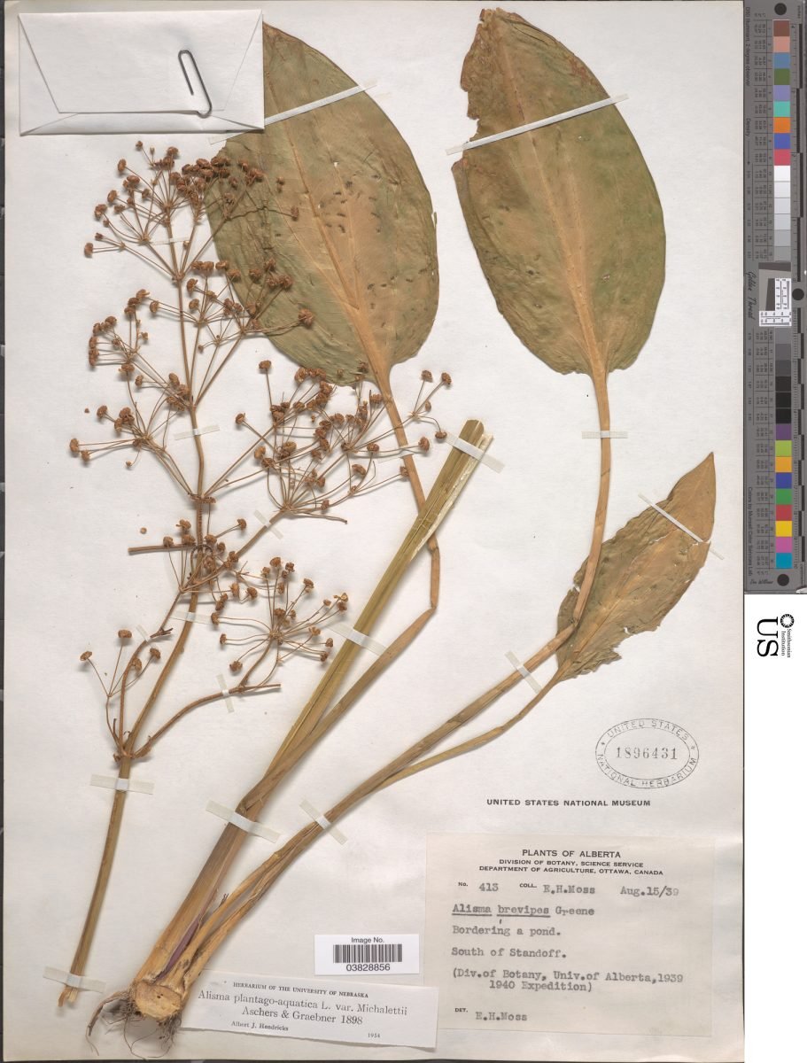 Alisma plantago-aquatica subsp. plantago-aquatica photograph 4