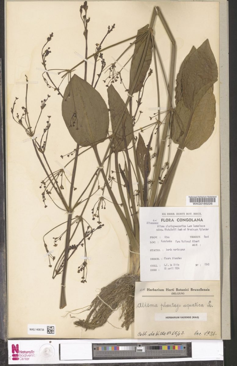 Alisma plantago-aquatica subsp. plantago-aquatica photograph 6
