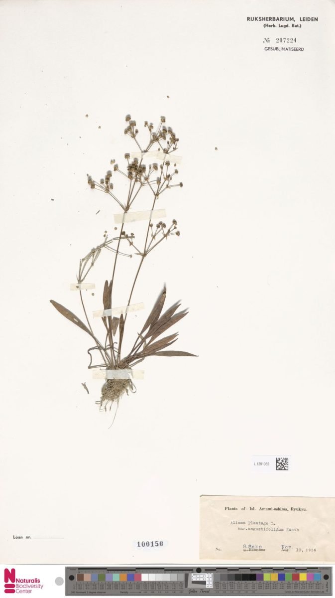 Alisma plantago-aquatica subsp. plantago-aquatica photograph 2