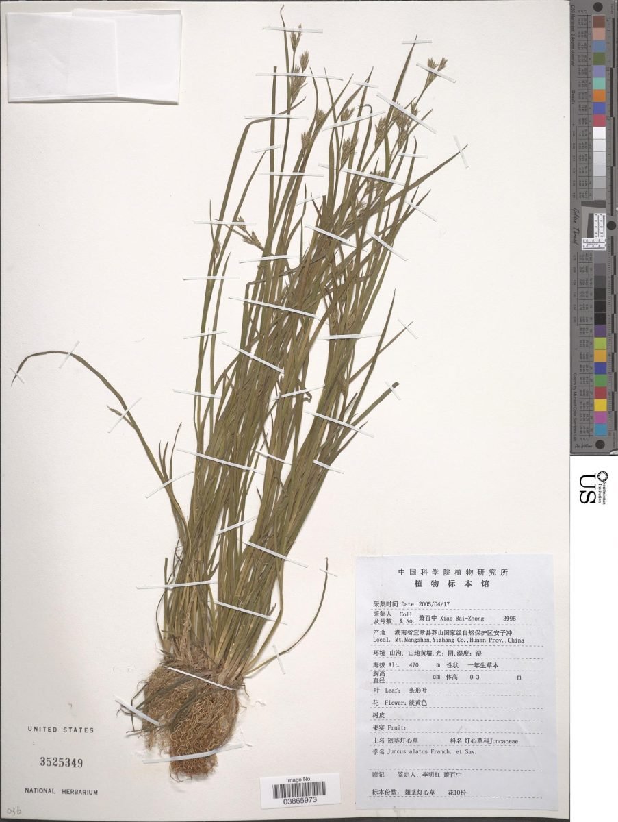 Juncus alatus