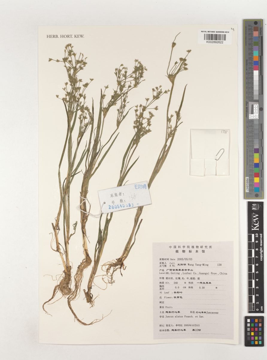 Juncus alatus photograph 4
