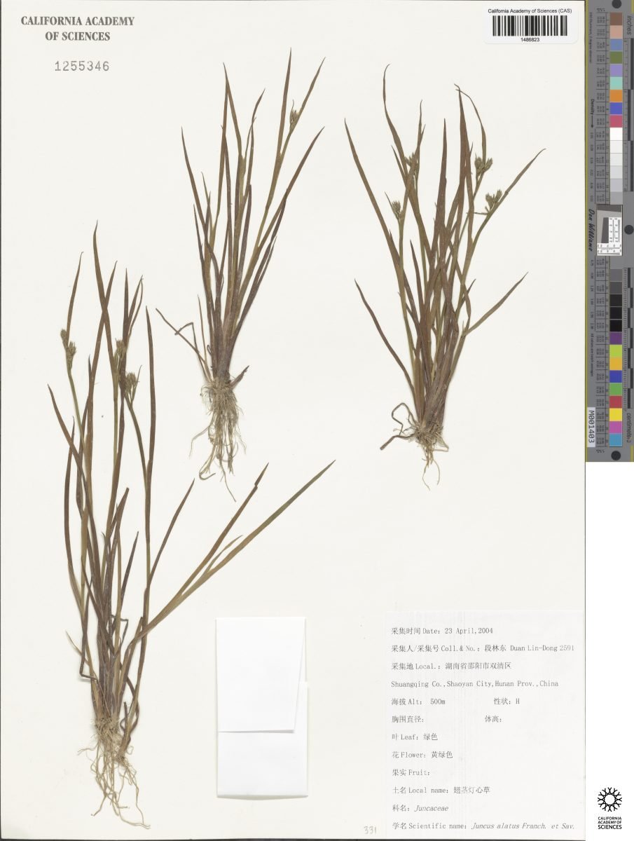 Juncus alatus photograph 6