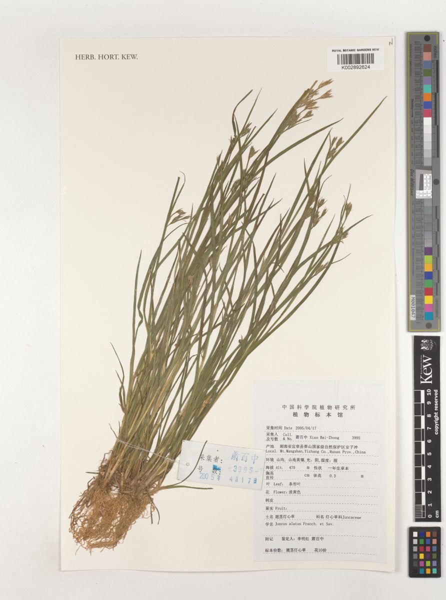 Juncus alatus photograph 2