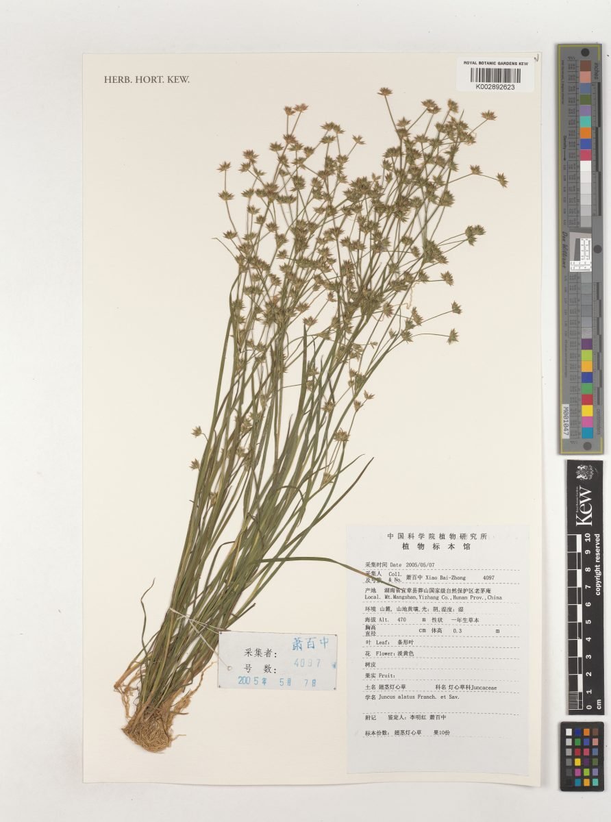 Juncus alatus photograph 5