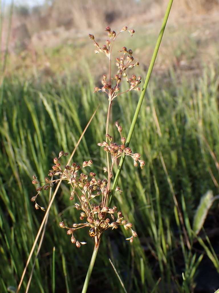 Juncus aridicola
