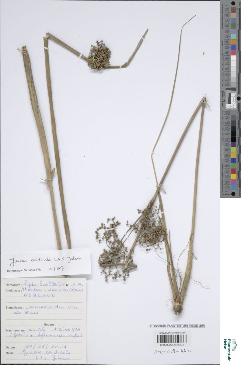 Juncus aridicola photograph 6