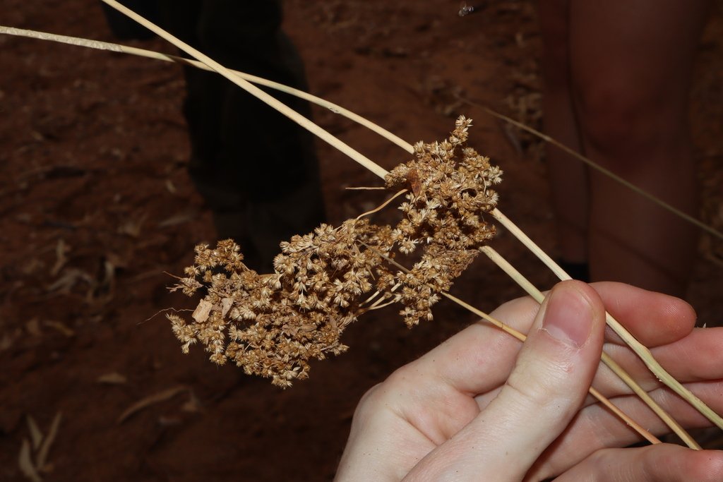 Juncus aridicola photograph 3