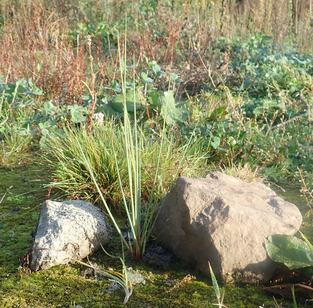 Juncus aridicola photograph 5