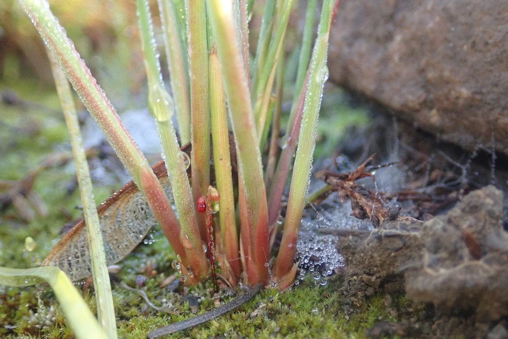 Juncus aridicola photograph 4