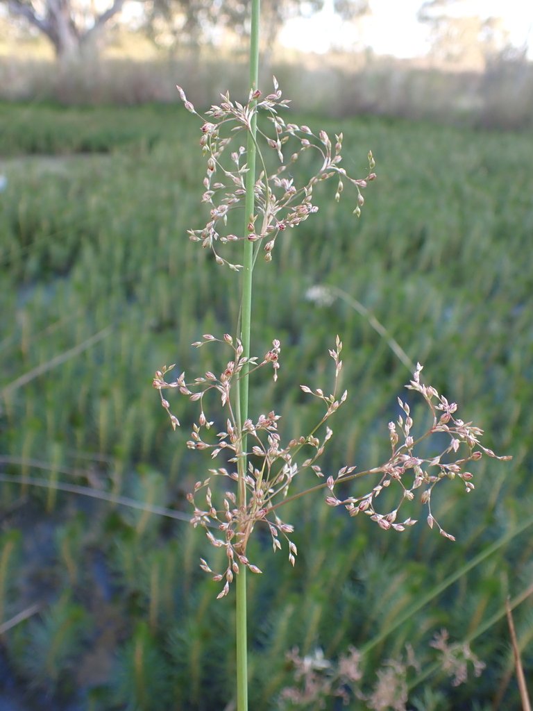Juncus aridicola photograph 2