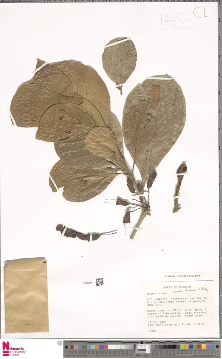 Exarata chocoensis photograph 4