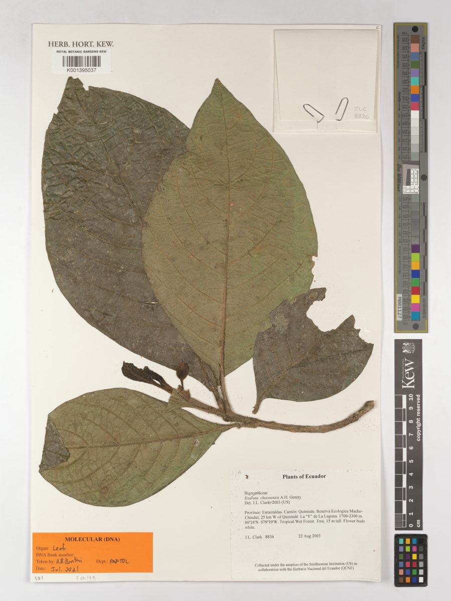 Exarata chocoensis photograph 2