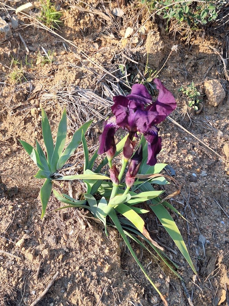 Iris × germanica photograph 2
